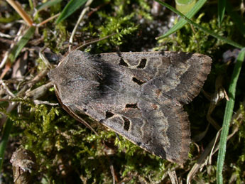 Orthosia gothica L. adulte - ©Philippe Mothiron