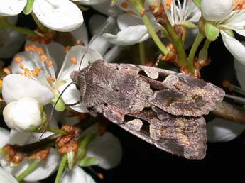 Orthosia gothica L. adulte - ©Philippe Mothiron