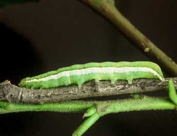  Chenille de Orthosia gothica L. - Philippe Mothiron