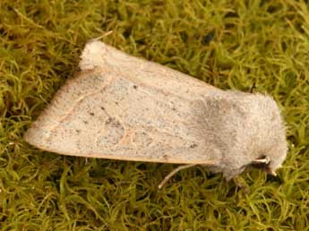 Orthosia gracilis D. & S. adulte - ©Daniel Morel