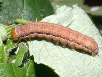  Chenille de Orthosia gracilis D. & S. - ©Philippe Mothiron