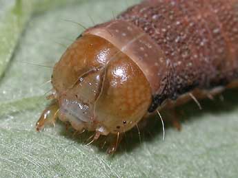  Chenille de Orthosia gracilis D. & S. - Philippe Mothiron