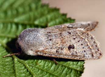 Orthosia gracilis D. & S. adulte - ©Daniel Morel