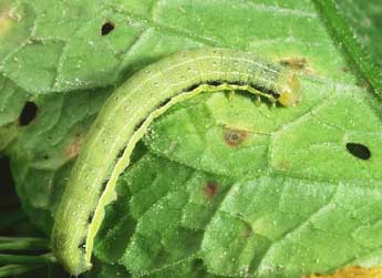  Chenille de Orthosia gracilis D. & S. - Philippe Mothiron