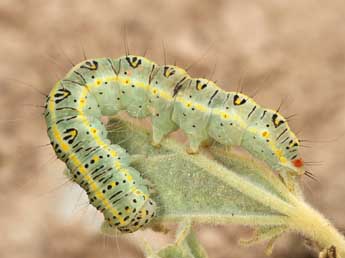  Chenille de Pardoxia graellsii Feist. - ©Daniel Morel