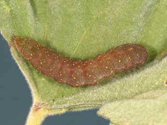  Chenille de Pardoxia graellsii Feist. - ©Daniel Morel