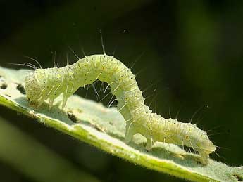  Chenille de Pardoxia graellsii Feist. - ©David Demerges