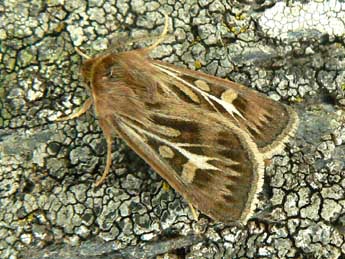 Cerapteryx graminis L. adulte - Olivier Pineau