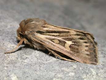 Cerapteryx graminis L. adulte - Philippe Mothiron