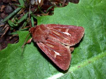 Cerapteryx graminis L. adulte - Philippe Mothiron