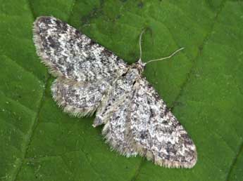 Eupithecia graphata Tr. adulte - ©Daniel Morel