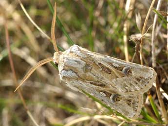 Agrotis graslinii Rbr adulte - ©David Demerges