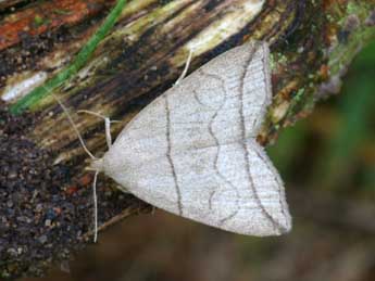 Herminia grisealis D. & S. adulte - ©Daniel Morel