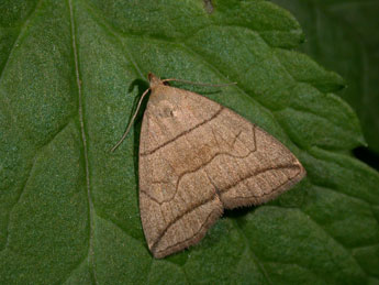 Herminia grisealis D. & S. adulte - ©Philippe Mothiron