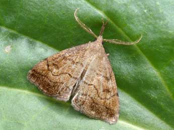 Polypogon gryphalis H.-S. adulte - Philippe Francoz