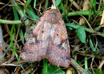 Diarsia guadarramensis Brsn adulte - David Demerges