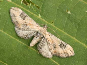 Eupithecia gueneata Mab. adulte - ©Daniel Morel