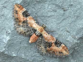 Eupithecia gueneata Mab. adulte - ©Daniel Morel