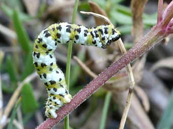  Chenille de Eupithecia gueneata Mab. - ©Daniel Morel