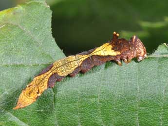  Chenille de Sabra harpagula Esp. - Philippe Mothiron