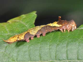  Chenille de Sabra harpagula Esp. - Philippe Mothiron