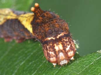  Chenille de Sabra harpagula Esp. - ©Philippe Mothiron