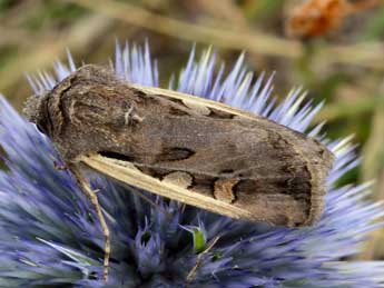 Euxoa hastifera Donz. adulte - ©Daniel Morel