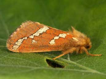 Phymatopus hecta L. adulte - Daniel Morel