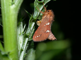 Phymatopus hecta L. adulte - Philippe Mothiron