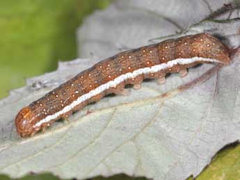  Chenille de Anchoscelis helvola L. - ©Philippe Mothiron