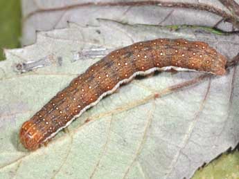  Chenille de Anchoscelis helvola L. - Philippe Mothiron