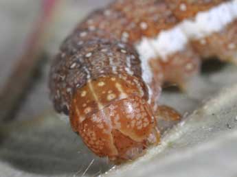  Chenille de Anchoscelis helvola L. - Philippe Mothiron