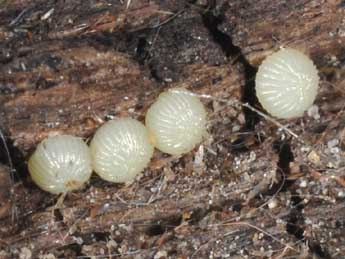  Oeuf de Anchoscelis helvola L. - Philippe Mothiron