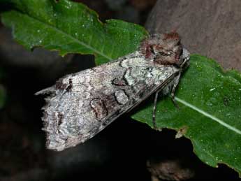 Polia hepatica Cl. adulte - Philippe Mothiron