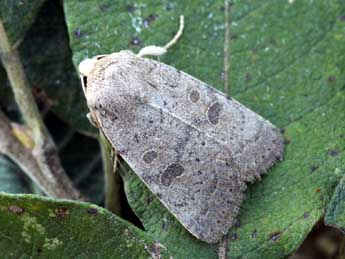 Hoplodrina hesperica Duf. & Brs adulte - Daniel Morel