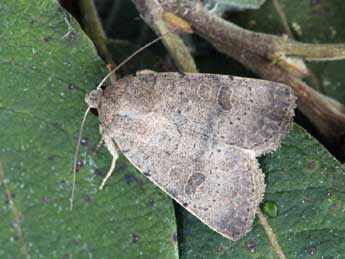 Hoplodrina hesperica Duf. & Brs adulte - ©Daniel Morel