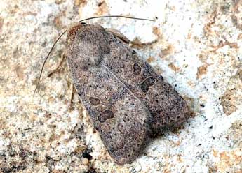 Hoplodrina hesperica Duf. & Brs adulte - David Demerges