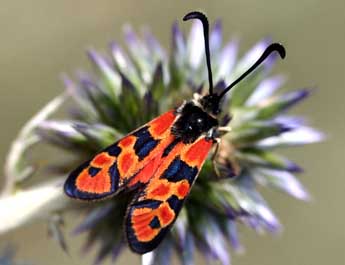 Zygaena hilaris O. adulte - ©Daniel Morel