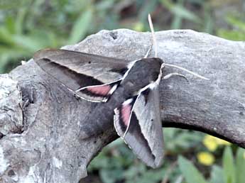 Hyles hippophaes Esp. adulte - ©Daniel Morel