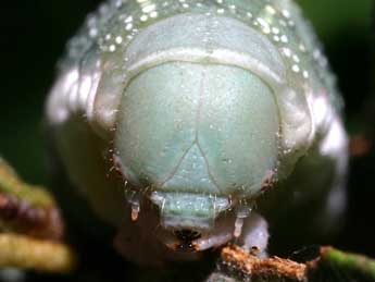  Chenille de Hyles hippophaes Esp. - ©Serge Wambeke