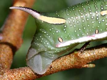  Chenille de Hyles hippophaes Esp. - Serge Wambeke