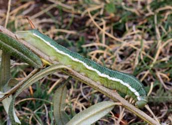  Chenille de Hyles hippophaes Esp. - Daniel Morel