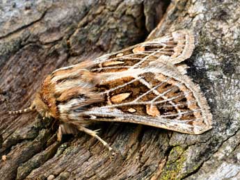 Ulochlaena hirta Hb. adulte - ©Daniel Morel