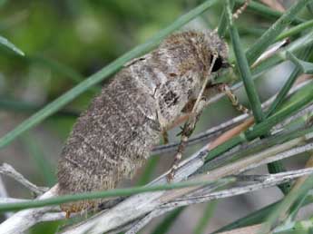 Ulochlaena hirta Hb. adulte - ©Daniel Morel