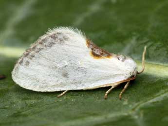 Cilix hispanica Perez de G adulte - Daniel Morel