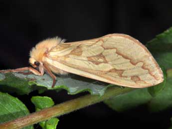 Hepialus humuli L. adulte - Philippe Mothiron