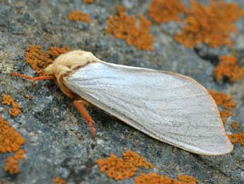 Hepialus humuli L. adulte - ©Daniel Morel