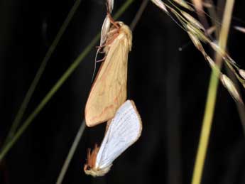 Hepialus humuli L. adulte - Philippe Mothiron