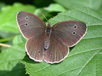 Aphantopus hyperantus L. adulte - Philippe Mothiron