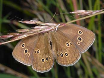 Aphantopus hyperantus L. adulte - Alexis Borges